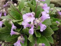 Soft pink/lavender flowers over fresh green foliage